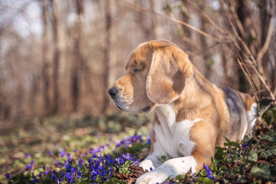 Close-up of a dog looking away on field