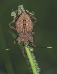 Close-up of insect on plant