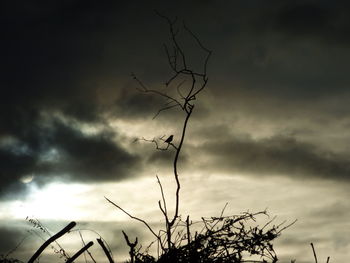 Low angle view of bare tree against cloudy sky