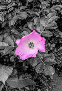 High angle view of pink flower blooming outdoors