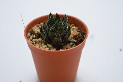 Close-up of potted plant against white background