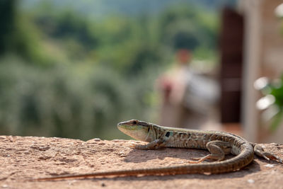 Close-up of a lizard