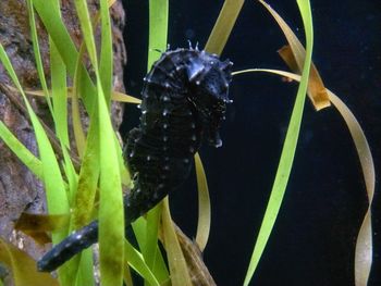 Close-up of plants in water