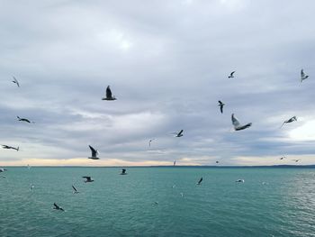 Seagulls flying over sea