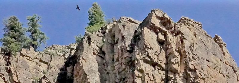 Low angle view of eagle flying against clear sky