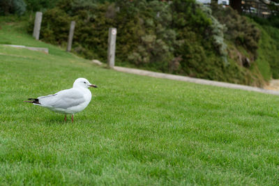 Side view of seagull on grass