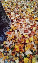Close-up of yellow maple leaves on tree during autumn