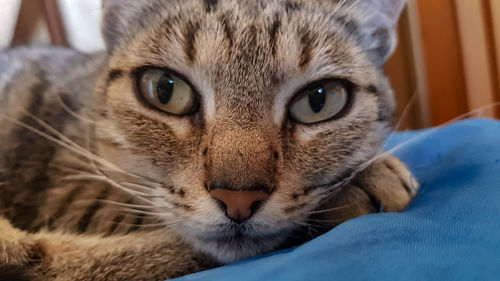 Close-up portrait of tabby cat