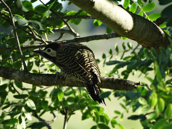 
a woodpecker hiding in the trees, not to be photographed.