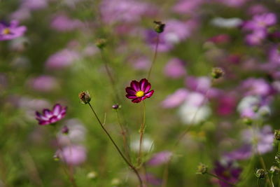 Close-up of pink flowers blooming outdoors