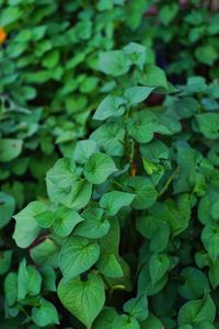 Close-up of plants