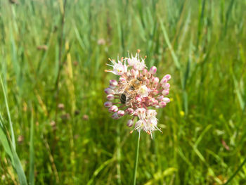 Close-up of flowers blooming outdoors