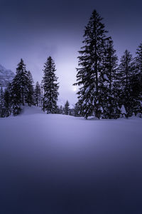 Snow covered pine trees in forest against sky during winter