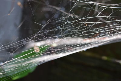 Close-up of wet spider web