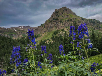 Purple flowering plants on field by mountains against sky