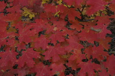 High angle view of maple leaves during autumn