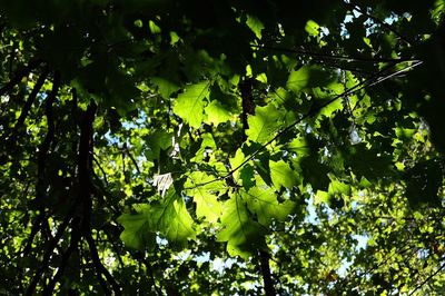 Low angle view of green tree