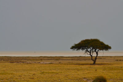 Tree on field against clear sky