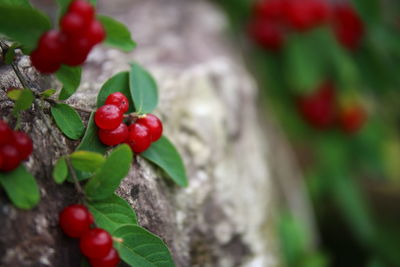 Close-up of berries growing on tree