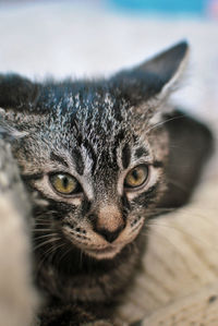 Close-up portrait of tabby cat