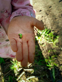 Close-up of woman holding plant