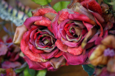 Close-up of red roses