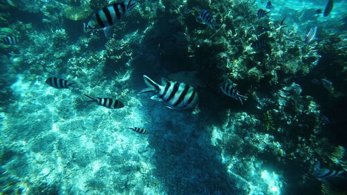 High angle view of fish swimming in water