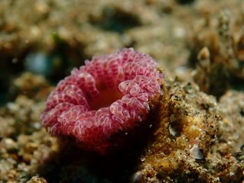 Close-up of coral in sea