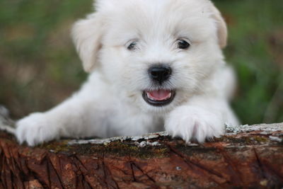 Close-up portrait of puppy