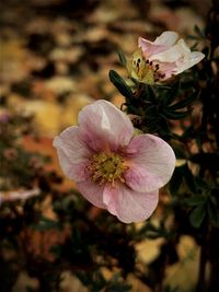 Close-up of pink rose