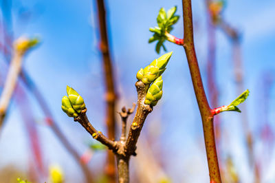 Close-up of flowering plant