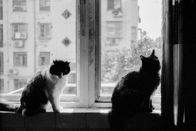 Cat sitting on window sill