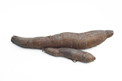 High angle view of lizard on white background