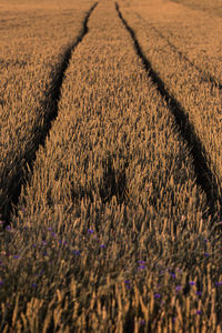 High angle view of crops growing on field