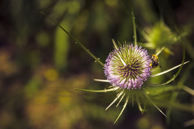 Close-up of purple flower