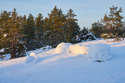 Snow covered trees on field against sky