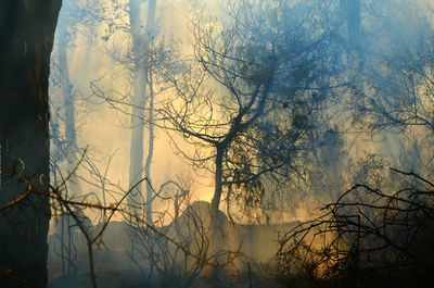 Silhouette trees against calm sea at sunset