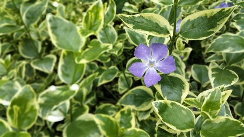 Close-up of purple flowers