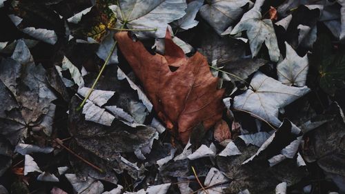 High angle view of maple leaves