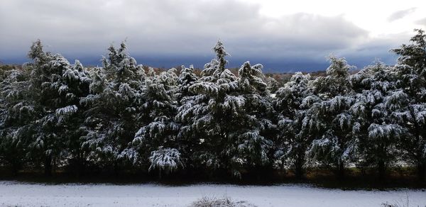 Trees on snow covered field against sky