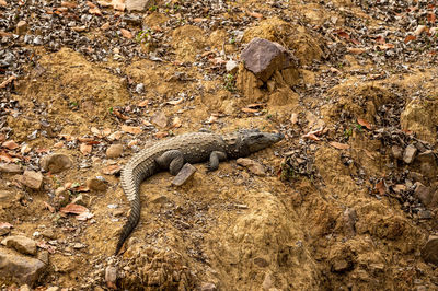 Aerial view of a cat lying on rock