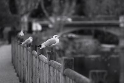 Close-up of bird perching outdoors