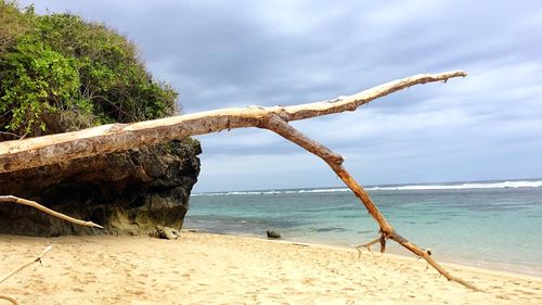 Driftwood on beach against sky