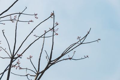 Low angle view of flowering plant against clear sky