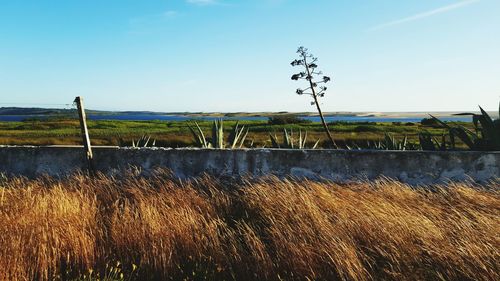 Plants growing on field against clear blue sky