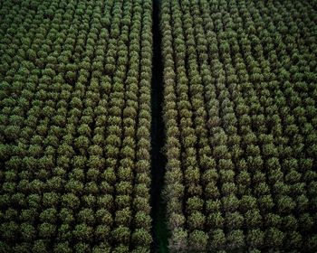 Full frame shot of plants