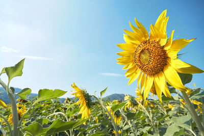 Close-up of yellow sunflower against sky