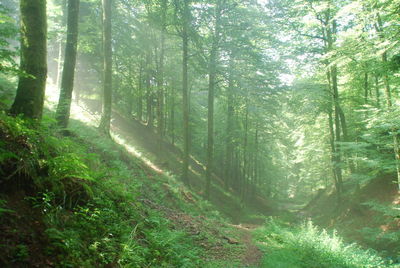 Trees in forest