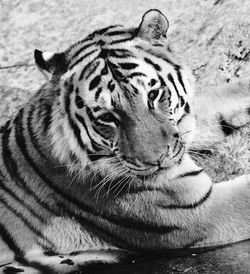 Close-up of tiger resting