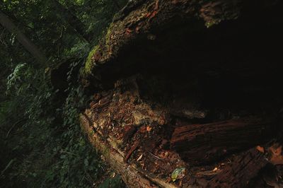 Aerial view of forest